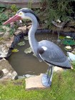 Realistic Blue Heron Decoy Deterrent With Legs   Stake To Help Protect Fishponds