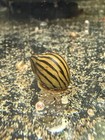 1 3 5 Pack Zebra Nerite Snail Algae Eater Freshwater Aquarium Live Snail