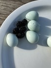 60    Eggs 60   Celadon Quail Qui 60 Pure Blue And Teal Colors