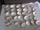 Set Of 30 Old Stock Mother Of Pearl Unpolished White Mussel Shells 5 5 Pounds 