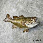  30523 P   19 5  Smallmouth Bass Freshwater Taxidermy Fish Mount For Sale