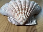 Pacific Lion s Paw Scallop Seashell 6 5    X 6   