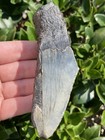 Natural Beautiful 4 15    Megalodon Tooth Fossil Shark Teeth