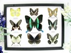 9 Beautiful Butterflies In Xl Showcase  Framed  Real  Taxidermy - A-09-blumei-05