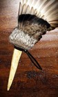 Drake Native American Smudge Feather Fan Antler