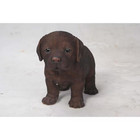 Chocolate Labrador Puppy Standing