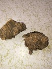 Lot Of Natural Colorado Paper Wasp Nests Taxidermy Crafts Decor Classroom