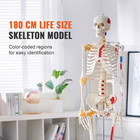 Human Skeleton Model Anatomical Skeleton Life Size With Muscle Points