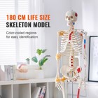 Uimoso Human Skeleton Model Anatomical Skeleton Life Size With Muscle Points