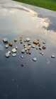 Limited Run     Premium Montana Sapphire Gravel Hand-mined Natural Sapphire Gravel