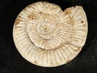 Big  111 Million Year Old  White Ribbed Ammonite Fossil With Stand 236gr