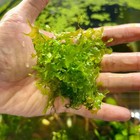 Subwassertang Moss Super Easy Low Light Fish Tank Plant  Great For Shrimp