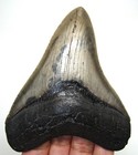 Stunning Megalodon Shark Tooth - Real Serrated Fossil 3 89    - No Restorations