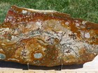 Tcr Rocky Butte Picture Jasper agate lapidary Polished Slab 603 Grams