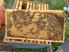 2026 Live Mated And Laying - Carniolan - Queen Bee - Ships April 27