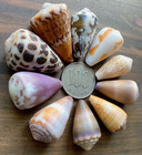 Hebrew Cone Shell From Japan    Okinawa Shell   medium