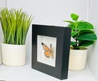 Real Butterfly Monarch In Black Frame A  Grade Specimen