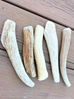 1 Whole Elk Deer Antler Dog Chew Large 8   9  Premium Grade A Natural Usa Made