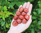 1 2 Lb Bulk Red Jasper Tumbled Stone Crystal Healing Gemstone Tumble 8 Oz