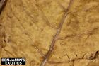 Indian Almond Leaves Large  100 Pack  Reptile Frog Betta Fish Shrimp Turtle
