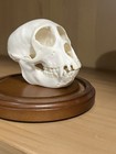 Monkey Skull