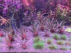 Eriocaulon Quinquangulare Rare Live Aquarium Plant