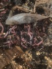2 Lbs  European Nightcrawlers Worms For Fishing And Composting Multiply Quickly