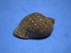 Purpura Persica  linnaeus  1758   murex  Drupa    61 2mm 