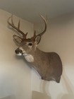 Whitetail Buck Deer Head Shoulder Mount Pennsylvania 9 Pointer Funky Rack