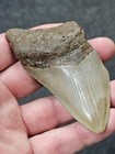 3 7 16  Prehistoric Megalodon  Fossil Shark Tooth Teeth 100  Authentic 