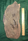 2 Great Dinosaur Fossil Footprint Tracks Atreipus Fossil Nj 200 Myo Claws   