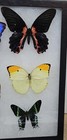 Real Framed Butterfly Collection  10