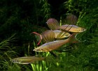 Threadfin Rainblow  feather Rainbow  Elegant Schooling Fish Freshwater