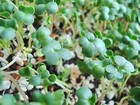 Non-gmo Broccoli Seeds For Sprouting Sprouts Microgreens - Broccoli Sprouts