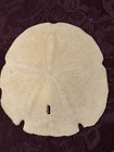 Large Authentic Sand Dollar - Beach Decor - Vintage