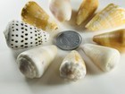 Cone Shell From Japan  Okinawa Seashell Set  Medium