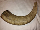 Large Audad Sheep Rams Horn Shofar Temple Trumpet Jr Charlie Fast Outsider Art
