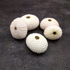 Assorted Color Sea Urchins Echinometra Mathaei  5 Urchins Approx  1  Inches 