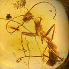 Ant In Burmese   Burmite Amber Fossil   100  Genuine
