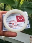 Hetian Hotan White Jade Nephrite Wide Bangle Bracelet 55mm  565