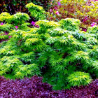 10  dwarf  Japanese Maple Tree Seeds  mikawa Yatsubusa  Unique Hemp Herb Bonsai 