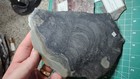 Lot Of Multiple  Stromatolite Fossils Slabs From Dr Bruce Stinchcomb Collection 