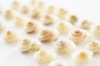 1 4 Lb  300  Pearl Umbonium Mini Shells  1 2   Crafts Hobby Decor Nautical Hobby