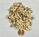 Wholesale Lot Of 100 Alligator Teeth Louisiana Gator Authentic