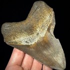Megalodon Shark Tooth  otodus Megalodon  4 53  Real Fossil Shark Teeth