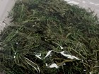 Spanish Moss 2-bags Floral Arrangement 24 In  Ground Cover Fairy Garden Plants