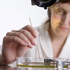 6  Cotton Swabs Wooden Handles Tipped Applicator 500 Count  pack Of 1 