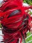 Feather Fantasy     Dramatic Red   Black Ostrich Feather Boa     Over 6 Feet Of Luxe