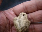 Taino Pre-columbian C 1000-1500 Ad Nice Carved Shell Pendant  50 Photos  T5371
