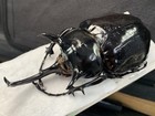 Insect Beetle Dynastinae Megasoma Mars From Peru Male 118mm Beautiful Large Size